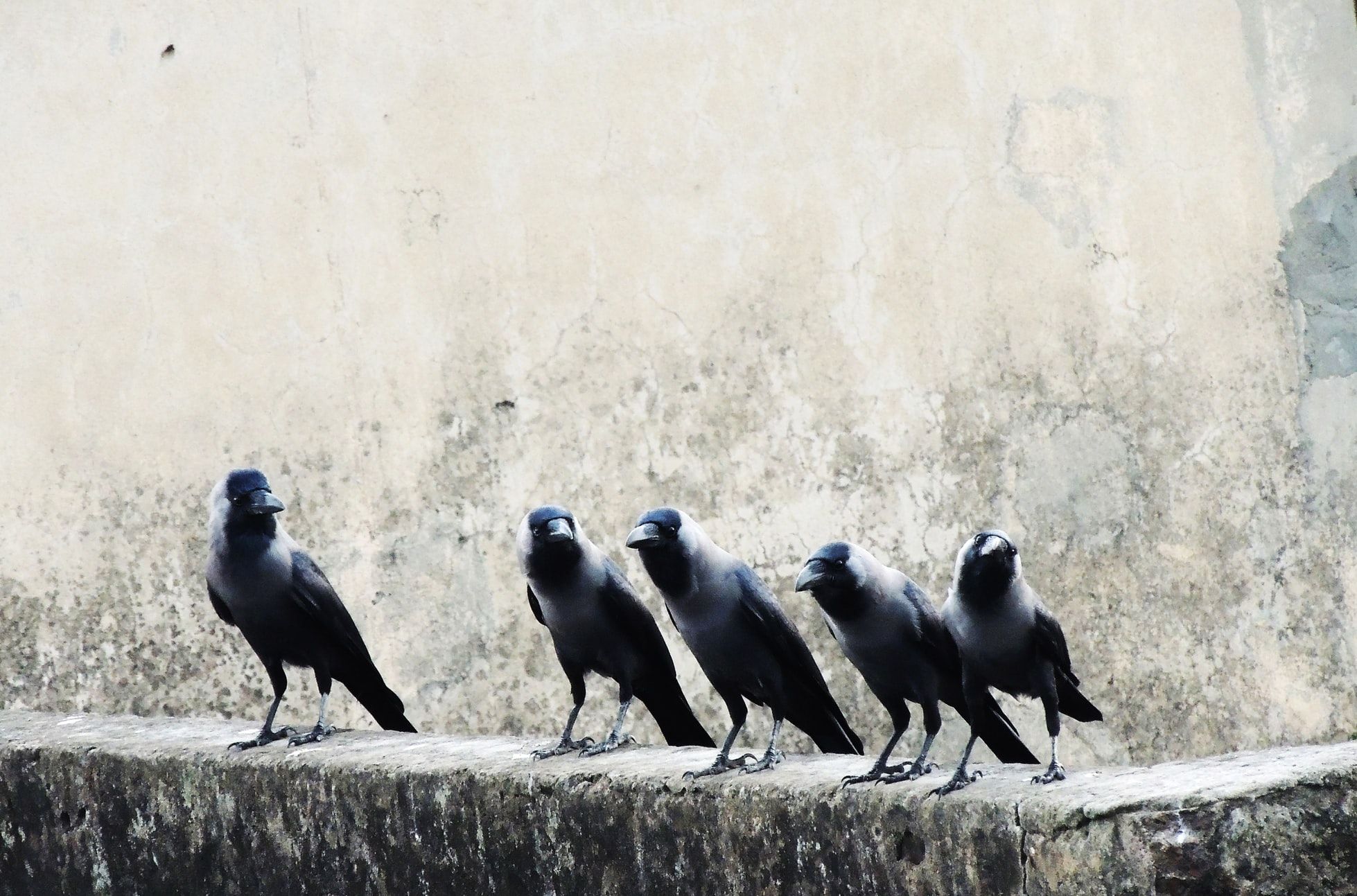 What Are Predatory Journals? | Academic Research Edition